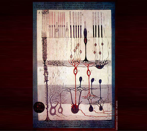 תמונות אמנותיות. מבנה רשתית העין של יונק בציור של רמון אי קחל משנת 1900 | מקור: ויקיפדיה, נחלת הכלל