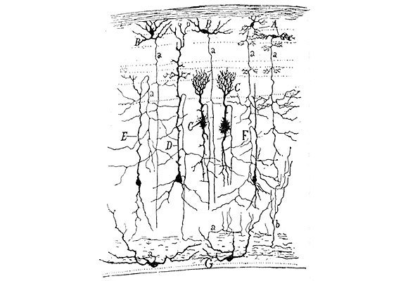 תאי עצב במערכת הראייה של ציפור דרור, ציור של רמון אי קחל מ-1905 | מקור: ויקיפדיה, נחלת הכלל