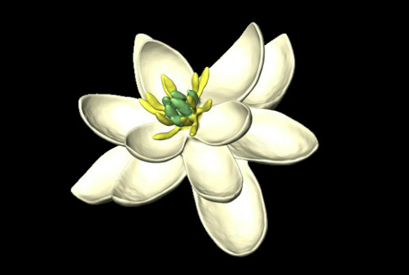 המקור המשותף לכל הפרחים בעולם. מראה הפרח המשוער | איור: Hervé Sauquet/Jürg Schönenberger, אוניברסיטת וינה