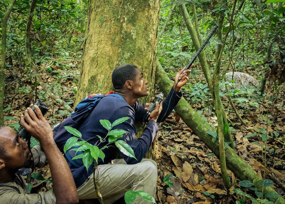פרדריק מהון (מימין), המדריך שלו לאזארד ליבאנגה (משמאל) ו"נמר" | קרדיט: C. Stephan/WCS