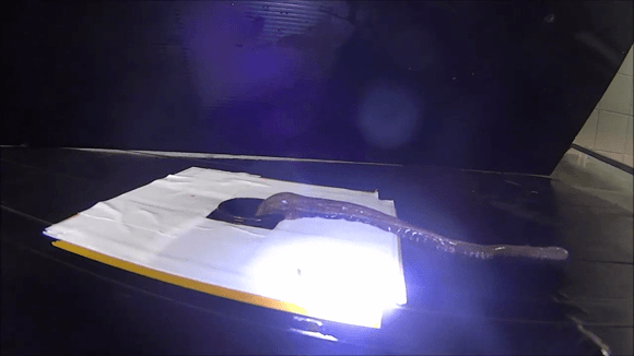 זרוע התמנון מגיבה לאור בניסוי | מתוך המאמר, katz et al., J Exp Biol (2021) 224 (5)