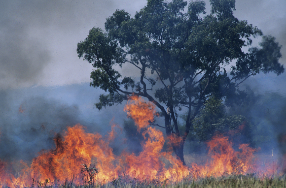 אקליפטוס עולה באש | צילום: Shutterstock