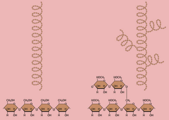 מולקולות עמילוז (משמאל) ועמילופקטין | איור: Aldona Griskeviciene, Shutterstock