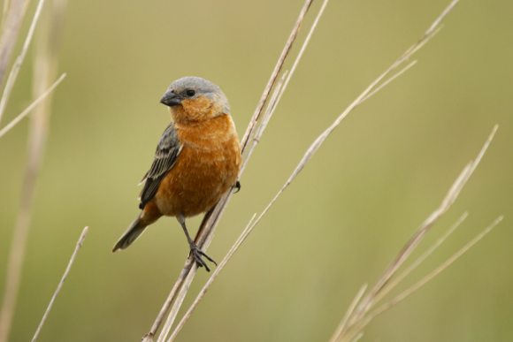 זכר של ספורופילה כתומת בטן בטריטוריה שהוא חולק עם ציפורים מהמין ספורופילה איברה | צילום: שילה טורבק