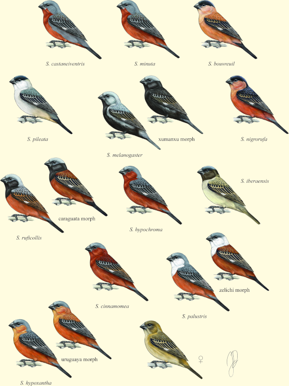 מיני ספורופילה | איור: Jillian Ditner, מתוך Campagna L. et al. PLOS ONE 13, e0199113 (2018)