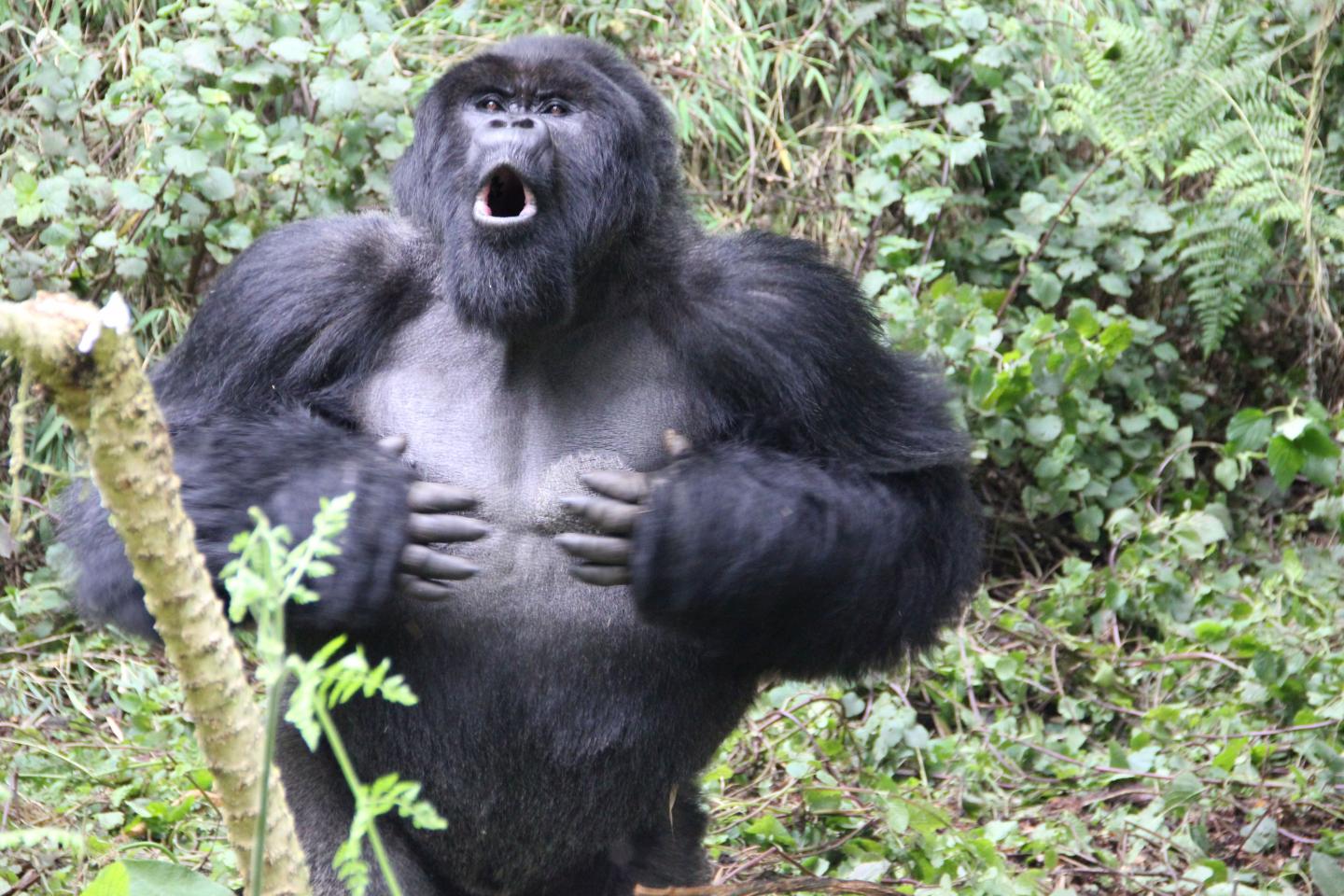 תיפוף חזה, קרדיט: Dian Fossey Gorilla Fund