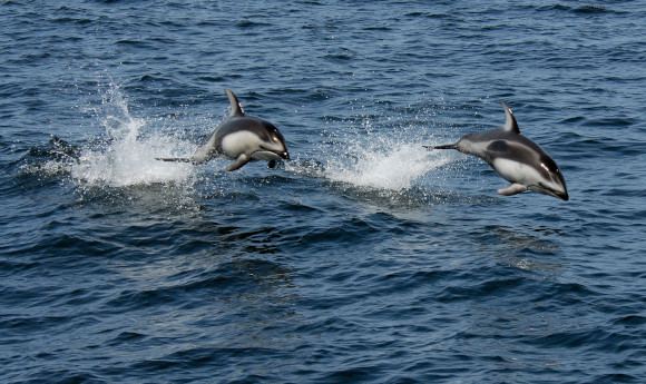 דולפינים פסיפיים לבני-צד בקליפורניה | צילום: Robert Schwemmer, NOAA