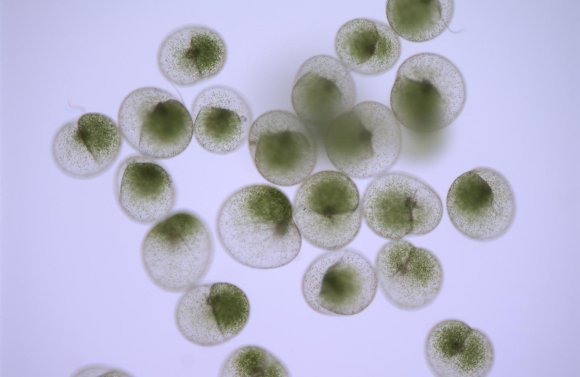 האצות יכולות לבצע פוטוסינתזה וגם לטרוף יצורים אחרים. נוקטילוקה | צילום: (Kali McKee/Lamont-Doherty Earth Observatory