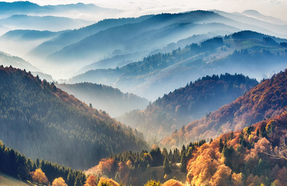 לקרקע ביער אקלים משלה. ערפל ביער השחור בגרמניה | צילום: Funny Solution Studio, Shutterstock