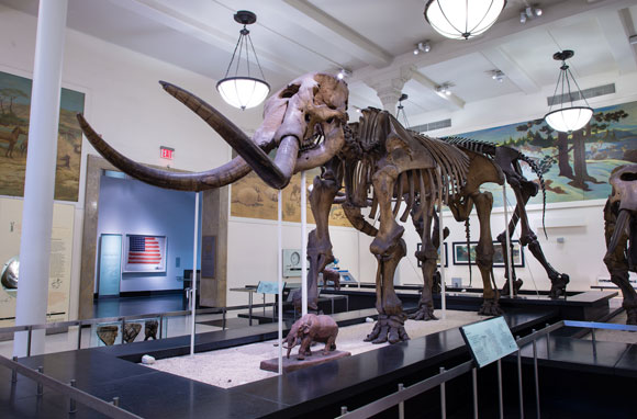 שלד מסטודון במוזיאון האמריקאי להיסטוריה של הטבע | צילום: AMNH
