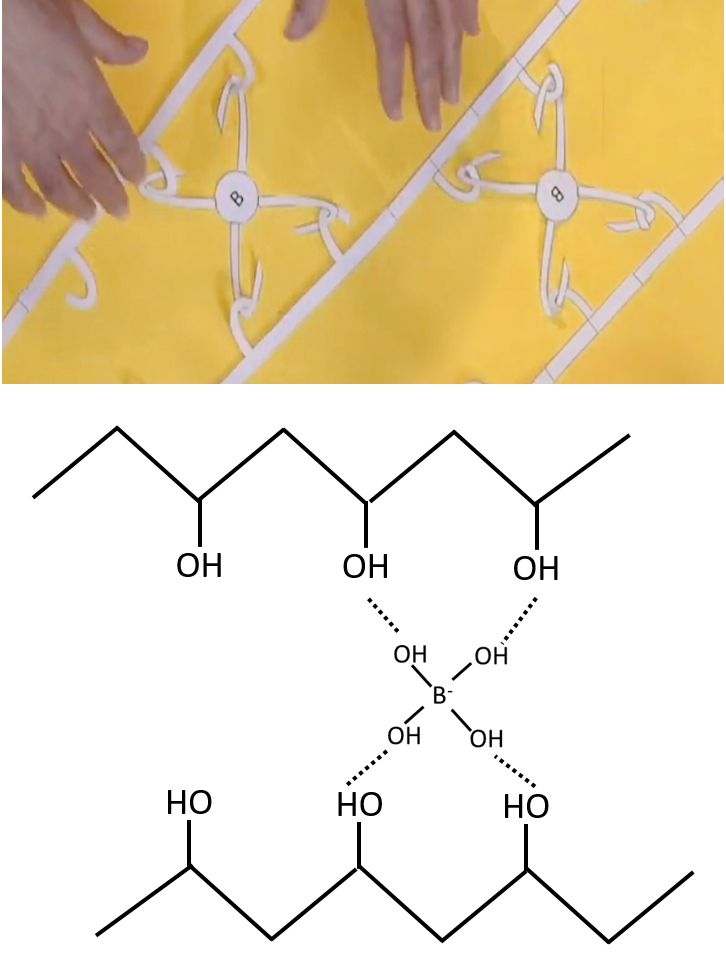 קישור שרשראות פולי-ויניל-אלכוהול באמצעות בוראקס בסרטון (למעלה) וכימית (למטה). הקווים המקווים מציינים קשרי מימן