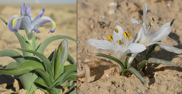 שני צמחים חדשים למדע שגילה קושניר ונקראו לימים על שמו: סתוונית טוביה (מימין) ואירוס טוביה. | ויקיפדיה, Gideon Pisanty, אורי פרגמן-ספיר