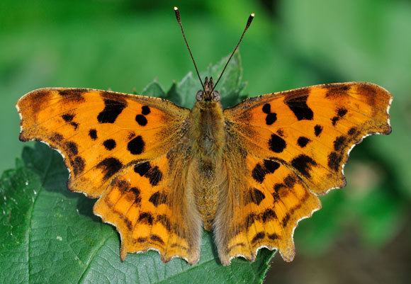 פרפר נימפית טוביה הקרוי על שמו | צילום: Quartl, ויקיפדיה