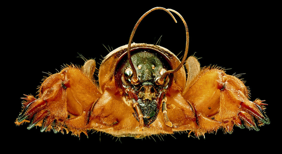 ערצב הגינה האירופאי, Gryllotalpa gryllotalpa | צילום: H. Zell, ויקיפדיה