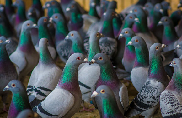 Sie hat zusätzlich andere vorteilhafte Bestandteile. Foto: Shutterstock