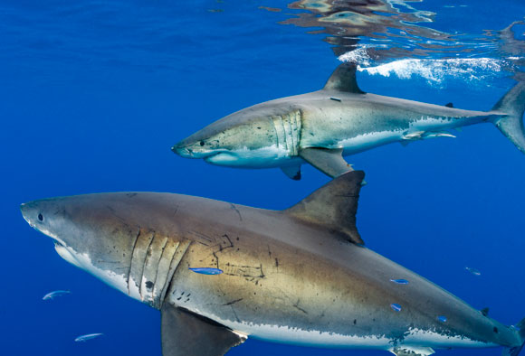 Ein Großer Weißer Hai. Foto: Science Photo Library.