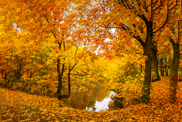 Statt des Grün sehen wir die Farben der Pigmente, die für Gelb, Orange und Rot sorgen | Bäume während des Blätterfalls |  Foto: Shutterstock