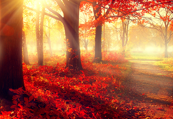 Der Schlüssel zur Verfärbung ist die Temperaturänderung, die die verfügbare Energie verringert und den Bäumen anzeigt, dass der Herbst gekommen ist. Laubverfärbung |  Foto: Shutterstock