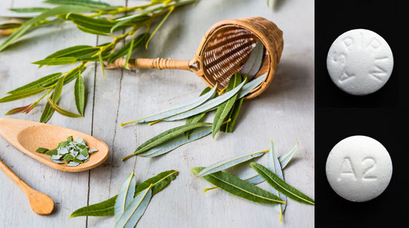 Blätter der Silber-Weide und Aspirinpillen | Quelle: Voisin, Phanie, Giphotostock, SPL