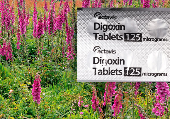 Roter Fingerhut und das Medikament Digoxin | SPL, Dr. Keith Wheeler, Dr. P. Marazzi