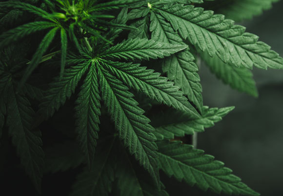 Blätter der Cannabispflanze | Quelle: Shutterstock, Yarygin