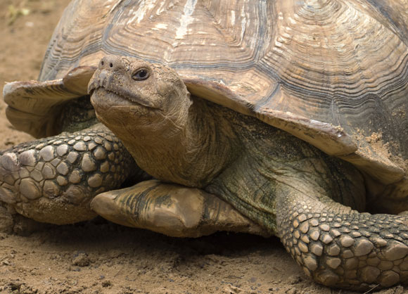 Der einsame George. Photo: Shutterstock