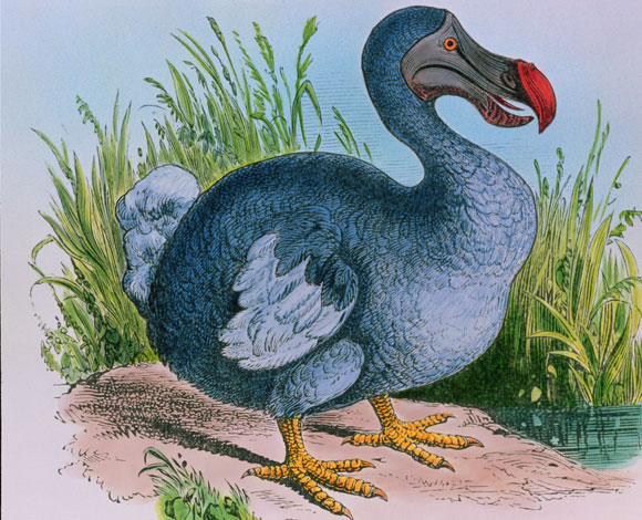 Der Dodo. Eine ausgestorbene Art. Illustration : Science Photo Library