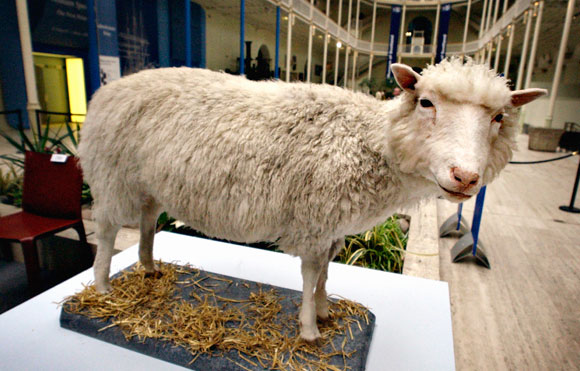Dolly, das erste geklonte Schaf. konzeptverändernde Technologie. Foto: Science Photo Library
