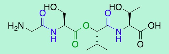 Depsipeptid Blau: Amidbindung, Grün: Esterbindung. Graph: Daniel Seidmann