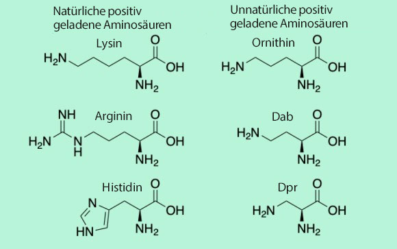 Die drei positiv geladenen natürlichen Aminosäuren im Vergleich zu den drei unnatürlichen Aminosäuren. Graph: Daniel Seidmann