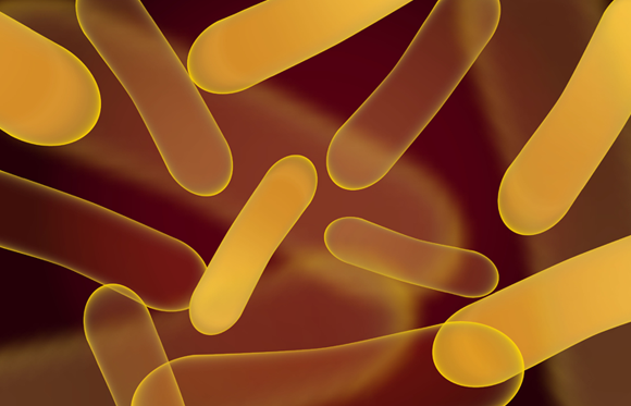 חיידק פרוביוטי, Lactobacillus salivarius, תמונה: Shutterstock