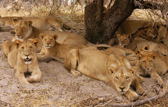 אריות אפריקאים רגועים אך לא מפהקים בשמורת הטבע סבוטי, פארק הלאומי צ'ובה. צילום: Art Wolfe / Science Photo Library