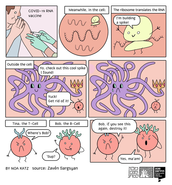 How does the mRNA vaccine work? Illustration: Noa Katz, based on a tweet by Zavén Sargsyan
