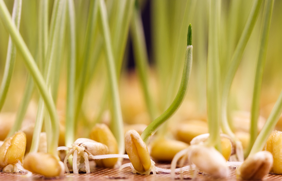 عشب القمح | تصوير:Shutterstock