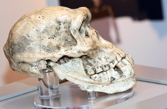 גולגולת של הומו ארקטוס מגאורגיה | צילום: Sputnik / Science Photo Library