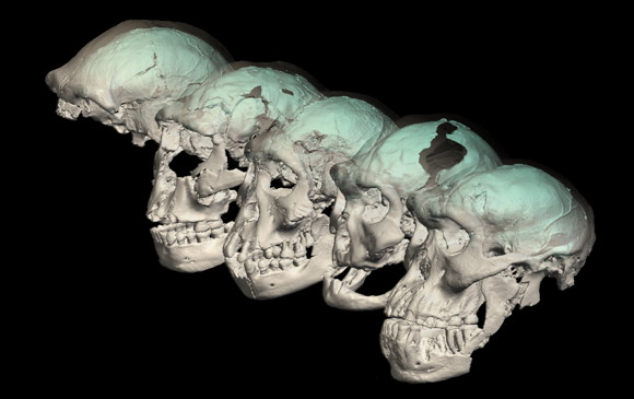 גולגולות של הומו ארקטוס מגאורגיה ושחזור מבנה מוחם | צילום: M. Ponce de León and Ch. Zollikofer, University of Zurich