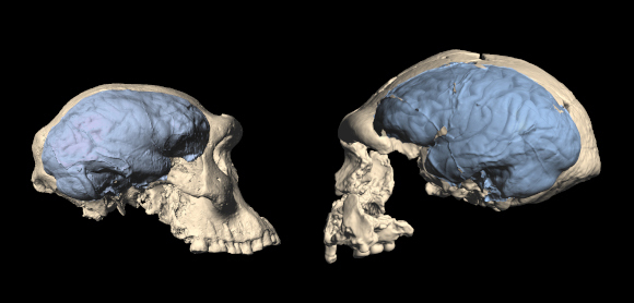 גולגולת ומוח של הומו ארקטוס מאינדונזיה (ימין) ושל הומו ארקטוס קצת יותר קדום מגאורגיה | צילום: M. Ponce de León and Ch. Zollikofer, University of Zurich