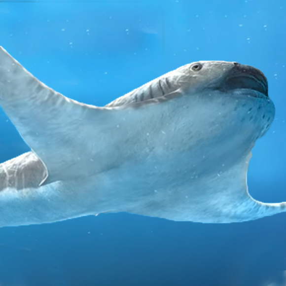 איור של הכריש שנמצא במחקר, מתוך סרטון היוטיוב: https://bit.ly/2PxfOy4