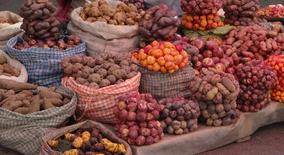 מגוון זנים של תפוחי אדמה בשוק | צילום: HMEDIA, Shutterstock