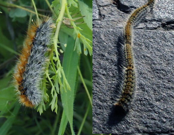 אחד עלול להיות מסוכן, השני לא ממש. זחלים של תהלוכן האורן (מימין) וזחל של דובון הקורים | צילומים: ויקיפדיה, SuperJew, נחלת הכלל