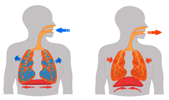 אילוסטרציה של התרחבות והתכווצות הסרעפת ובית החזה בשעת הנשיפה (מימין) והשאיפה | Shutterstock, grayjay