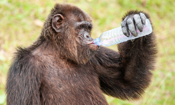 שימפנזה שותה מבקבוק בגן חיות בתאילנד | צילום: Tanes Ngamsom, Shutterstock