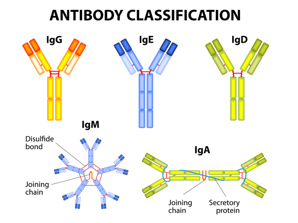 נוגדן IgM הכללי יותר בעל 10 אתרי היצמדות, ונוגדן IgG ייעודי עם 2 אתרים | מקורDesignua | Shutterstock