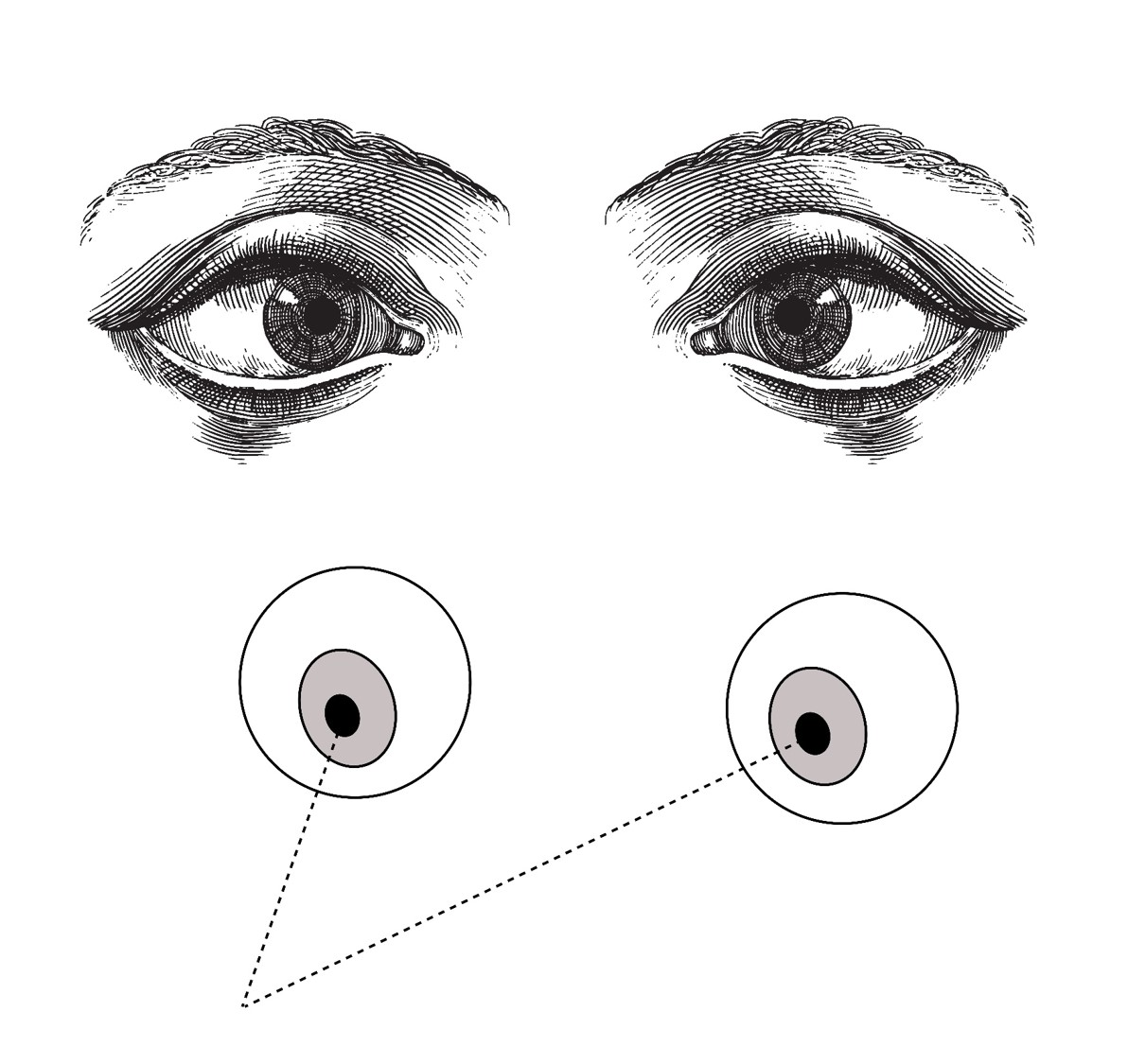 מיקום העיניים כאשר אנו מסתכלים על חפצים קרובים | איור: מריה גורוחובסקי, עיבוד מתוך שאטרסטוק