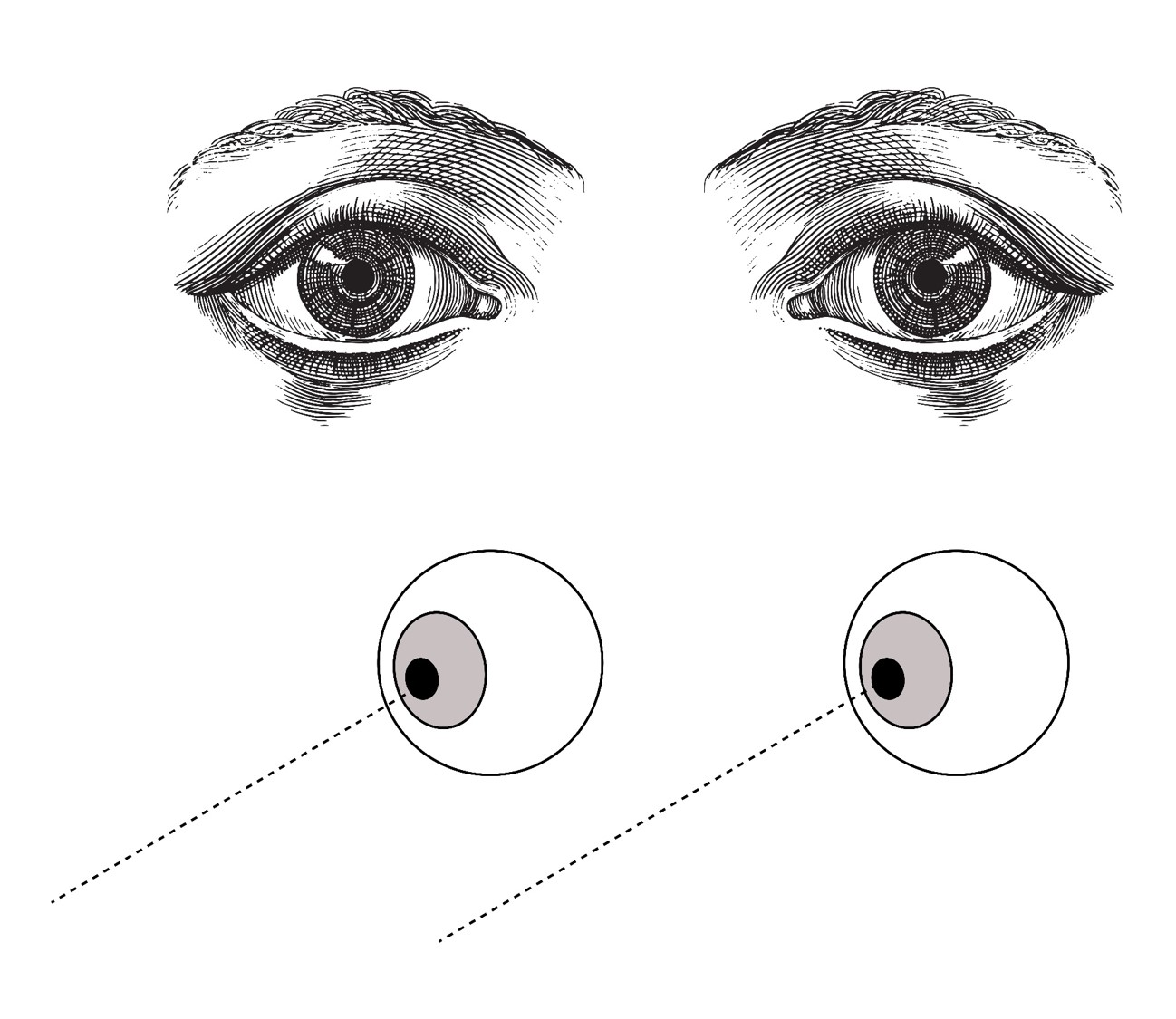 מיקום העיניים כאשר אנו מסתכלים על חפצים רחוקים | איור: מריה גורוחובסקי, עיבוד מתוך שאטרסטוק