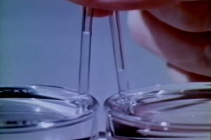 עליה נימית של מים (שמאל) ואלכוהול (ימין) בתוך צינורות זכוכית דקיקים | מקור: ויקיפדיה, צילום: גיא בלס