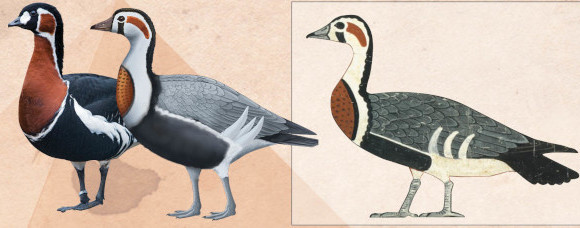 ציור של "אווז מיידום" (קרדיט: C.K. Wilkinson), שחזור כיצד נראה בחייו (איור: Anthony Romilio), וברנטה אדומת חזה בת ימינו (צילום: Tambako the Jaguar)