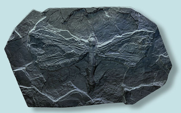 متحجر لليعسوب الضخم المجنح، 68 سم، معروض في متحف بلوديف، فرنسا| تصوير: Didier Descouens, ويكيبيديا