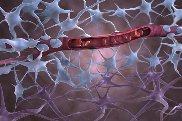 אילוסטרציה של מחסום הדם-מוח | Gunilla Elam, Science Photo Library