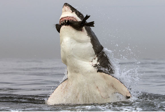 עמלץ לבן קופץ מהמים עם כלב ים בפיו, דרום אפריקה | Chris & Monique Fallows, Nature Picture Library, Science Photo Library